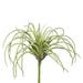 Vickerman 576014 - 5" Tillandsia Pick Pk/6 (FE171801-6) Home Office Picks and Sprays