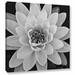 Ebern Designs Black & White of a Yellow Sensation Water Lilly - Photograph Print on Canvas Canvas, in Black/White | 24 H x 24 W x 1.5 D in | Wayfair