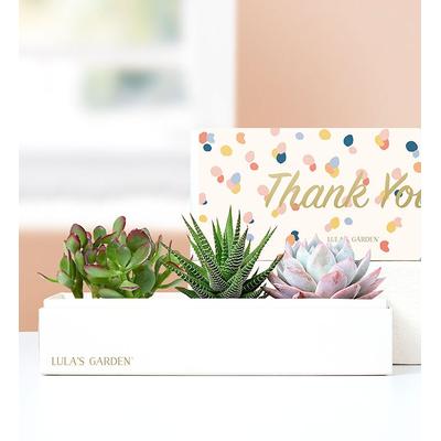 1-800-Flowers Everyday Gift Delivery Thank You Succulents By Lula's Garden Large | Happiness Delivered To Their Door