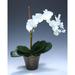 House of Hampton® Phalaenopsis Desktop Orchids Stem in Pot | 24 H x 19 W x 12 D in | Wayfair 8F40785556D24295A58CAFE907555370