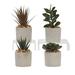 Gracie Oaks 4 Piece Assorted Succulent Desktop Plant in Pot Set | 7 H x 4 W x 4 D in | Wayfair 7CFCA163E64B4A3783D581FA347A898D