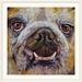 Winston Porter Anjlee Bulldog' by Michael Creese Painting Print Metal | 32 H x 32 W x 1 D in | Wayfair 3BE8B9B2014741F09E120AC0BBDC365D