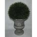 Jeco Inc. Cedar Topiary in Urn Ceramic | 12 H x 7 W x 7 D in | Wayfair HD-BT014