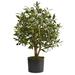 Fleur De Lis Living 23" Artificial Olive Tree in Planter Silk/Plastic | 29 H x 14 W x 14 D in | Wayfair FBC96A3BF86D4967824DB3C4777F9D9E