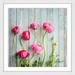 Marmont Hill 'Pink Ranunculus' by Sylvia Cook Framed Painting Print Paper in Green/Pink | 24 H x 24 W x 1.5 D in | Wayfair MH-SCOOK-17-WFP-24