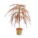 Northlight Seasonal 3.75' Potted Crystallized Glitter Full Artificial Christmas Tree - Unlit Plastic | 45 H x 36 W x 36 D in | Wayfair 14506