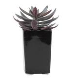 Orren Ellis Echeveria Square Floor Foliage Plant in Planter Ceramic/Plastic | 9.5 H x 7 W x 7 D in | Wayfair ORNE3724 41990517