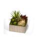 T&C Floral Company Mixed Succulents & Moss Desktop Plant in Planter Plastic/Metal | 9 H x 10 W x 10 D in | Wayfair F1619SC