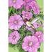 Toland Home Garden Hummingbird and Petunias 28 x 40 inch House Flag, Polyester in Pink | 40 H x 28 W in | Wayfair 1010258