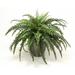 Distinctive Designs Boston Fern Plant in Planter Earthenware in Black | 32 H x 38 W x 38 D in | Wayfair 1951