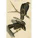 Buyenlarge Harlan's Buzzard by John James Audubon - Unframed Graphic Art Print in White | 36 H x 24 W x 1.5 D in | Wayfair 0-587-64693-LC2436