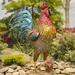 August Grove® Higgenbotham Iron Rooster Statue Metal in Gray/Red/Yellow | 66.5 H x 54.75 W x 29.5 D in | Wayfair 674B12DADED34313BD83ABA42144B6B3