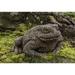 August Grove® Armstrong Forest Toad Statue Concrete in Brown | 6.25 H x 10 W x 10.25 D in | Wayfair A59B9AA4A0F84A27B4A5808CA444BD92
