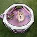 Portable Pop Up Pet Play Pen-Pink, Small