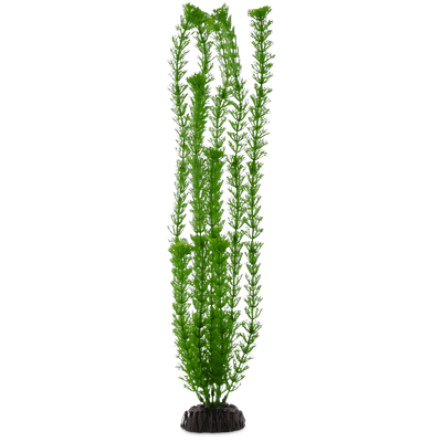 Imagitarium Green Ambulia Background Aquarium Plant
