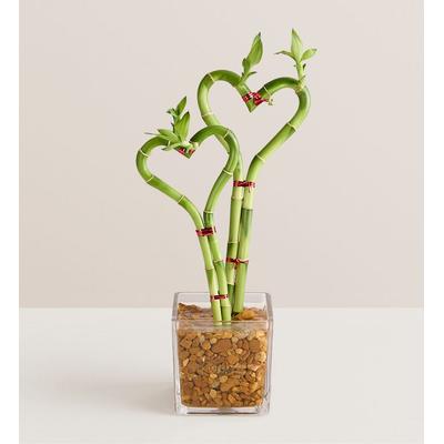 1-800-Flowers Plant Delivery Sweet Heart Bamboo Double | Happiness Delivered To Their Door