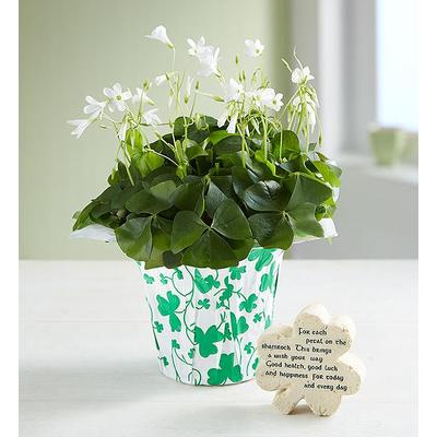 1-800-Flowers Seasonal Gift Delivery Lucky Clovers Oxalis Plant Oxalis Plant & Keepsake Clover