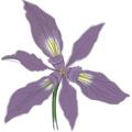 Indigos 4052166725675 Wandtattoo ME448 Purple Kirschblüten 96 x 93 cm