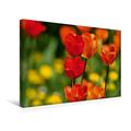 Calvendo Premium Textil-Leinwand 45 cm x 30 cm Quer, Tulpen in rot | Wandbild, Bild auf Keilrahmen, Fertigbild auf Echter Leinwand, Leinwanddruck Natur Natur