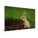 Calvendo Premium Textil-Leinwand 120 cm x 80 cm Quer, Braunes Zwergkaninchen | Wandbild, Bild auf Keilrahmen, Fertigbild auf Echter Leinwand, Leinwanddruck: Hasen und Kaninchen Tiere Tiere