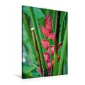 Calvendo Premium Textil-Leinwand 60 cm x 90 cm hoch, Heliconia Hawaii | Wandbild, Bild auf Keilrahmen, Fertigbild auf Echter Leinwand, Leinwanddruck: Ein Motiv Wilde Flora - Hawaii Natur Natur