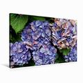 Calvendo Premium Textil-Leinwand 75 cm x 50 cm Quer Zweifarbige Hortensie | Wandbild, Bild auf Keilrahmen, Fertigbild auf Echter Leinwand, Leinwanddruck: Ein Blütentraum in Blau Natur Natur