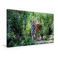 Calvendo Premium Textil-Leinwand 90 cm x 60 cm Quer, Tiger | Wandbild, Bild auf Keilrahmen, Fertigbild auf Echter Leinwand, Leinwanddruck: Sibirischer Tiger Tiere Tiere