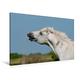 Calvendo Premium Textil-Leinwand 120 cm x 80 cm Quer, Ein Motiv aus Dem Kalender Pferde der Camargue - Schimmel im Rhônedelta | Wandbild, Bild auf Keilrahmen. Camargue Pferd Tiere Tiere