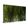 Calvendo Premium Textil-Leinwand 90 cm x 60 cm Quer, The Dark Hedges | Wandbild, Bild auf Keilrahmen, Fertigbild auf Echter Leinwand, Leinwanddruck Orte Orte