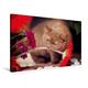Calvendo Premium Textil-Leinwand 90 cm x 60 cm Quer, Britisch Kurzhaar Katze in Cinnamon | Wandbild, Bild auf Keilrahmen, Fertigbild auf Echter Leinwand, Leinwanddruck Tiere Tiere