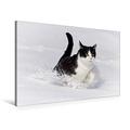 Calvendo Premium Textil-Leinwand 90 cm x 60 cm Quer, A,B,C - die Katze läuft im Schnee | Wandbild, Bild auf Keilrahmen, Fertigbild auf Echter Leinwand, Leinwanddruck: Katzen-Winter Wissen Wissen