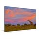 Calvendo Premium Textil-Leinwand 90 cm x 60 cm Quer, Schöne Guten Abend - Giraffe vor Einem farbenprächtigen Sonnenuntergang | Wandbild, Bild auf Keilrahmen. Tansania, Afrika Tiere Tiere