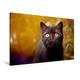Calvendo Premium Textil-Leinwand 120 cm x 80 cm Quer, Britisch Kurzhaar Katze in Chocolate | Wandbild, Bild auf Keilrahmen, Fertigbild auf Echter Leinwand, Leinwanddruck Tiere Tiere