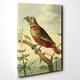 BIG Box Art Canvas Print 20 x 14 Inch (50 x 35 cm) Vintage Charles R Ryley Southern Brown Parrot - Canvas Wall Art Picture Ready to Hang