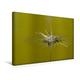 Calvendo Premium Textil-Leinwand 45 cm x 30 cm Quer, Pusteblume - Traum in Grün | Wandbild, Bild auf Keilrahmen, Fertigbild auf Echter Leinwand, Leinwanddruck Natur Natur