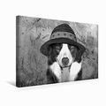 Premium Textil-Leinwand 45 cm x 30 cm Quer Border Collie Bild auf Leinwand | Wandbild, Bild auf Keilrahmen, Fertigbild auf Echter Leinwand, Leinwanddruck