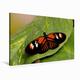 Calvendo Premium Textil-Leinwand 90 cm x 60 cm Quer Heliconius Melpomene | Wandbild, Bild auf Keilrahmen, Fertigbild auf Echter Leinwand, Leinwanddruck