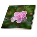 3dRose klein pink Rose Blume Dark Grün Hintergrund Fliesen, 10,2 x 10,2 cm