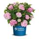 Endless Summer Hortensie 'The Original', rosa, Bauernhortensie, Hydrangea, Blume, winterhart, Pflanze für Garten, Terrasse, Balkon oder Kübel