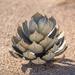 Desert Steel Artichoke Agave Garden Art Metal | 20 H x 19 W x 19 D in | Wayfair 402-152