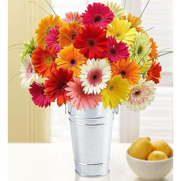 1-800-flowers-flower-delivery-happy-gerbera-daisies,-12-24-stems,-24-stems-w--french-flower-pail-|-same-day-delivery-available/